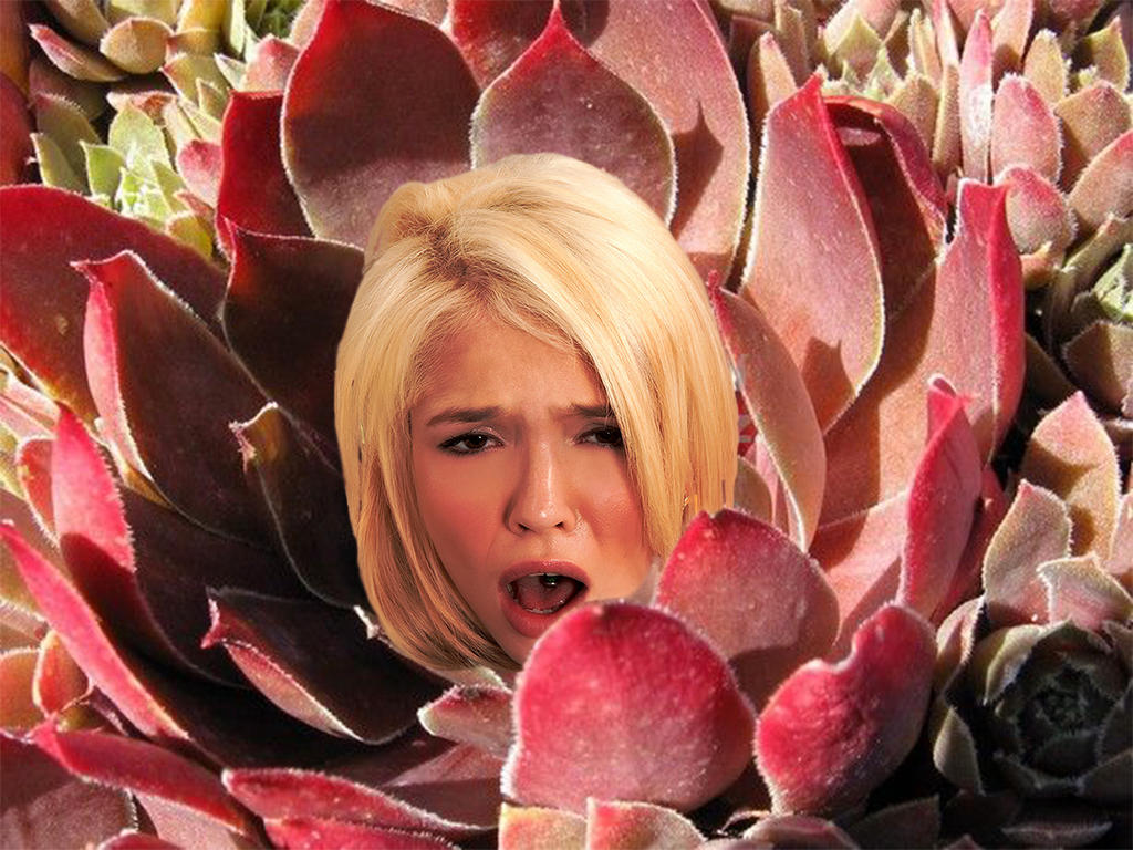 Sempervivum2 Plant Vore By Sonyared76 On DeviantArt sempervivum2-plant-vore-by-sonyared76-on-deviantart
