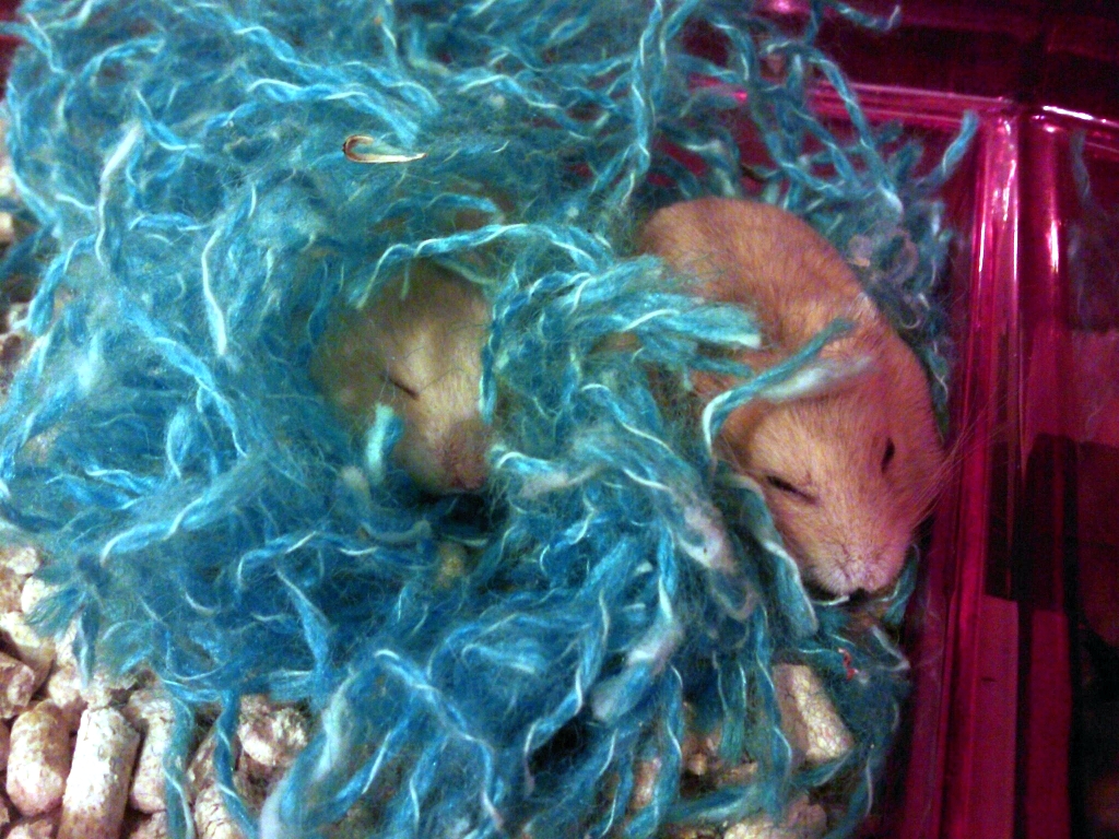 Cute Hamster Couple 2