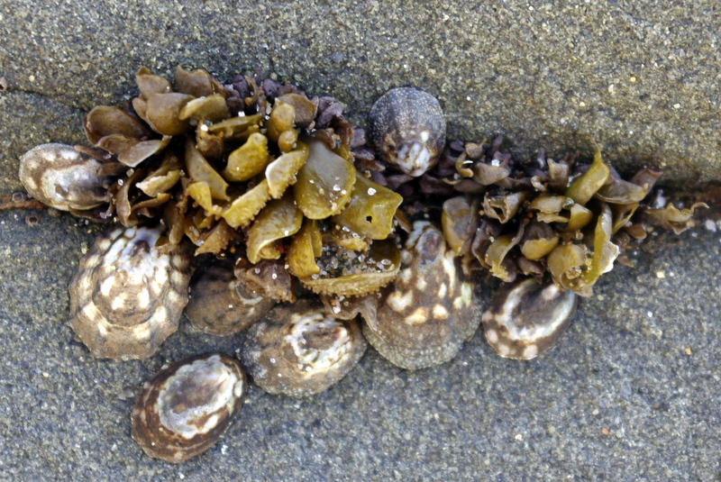 shells and sea weed by bigtatertot93 on DeviantArt