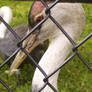 Birds Trapped Behind Fences