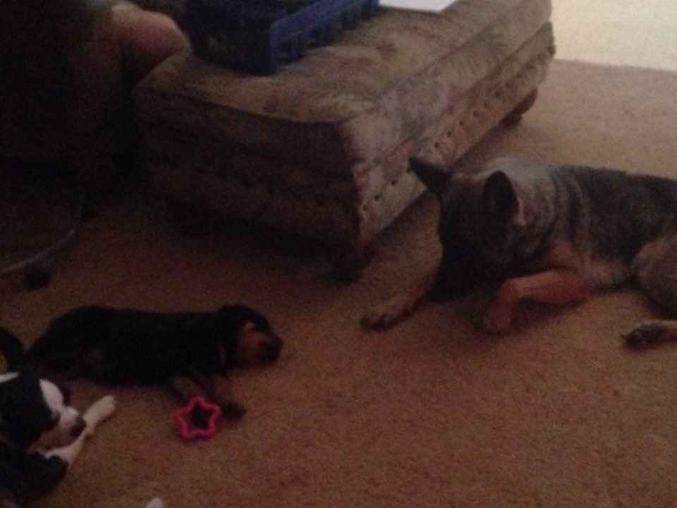 Jazz's first time with a pup