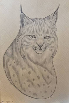 Lynx