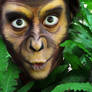 The Ape
