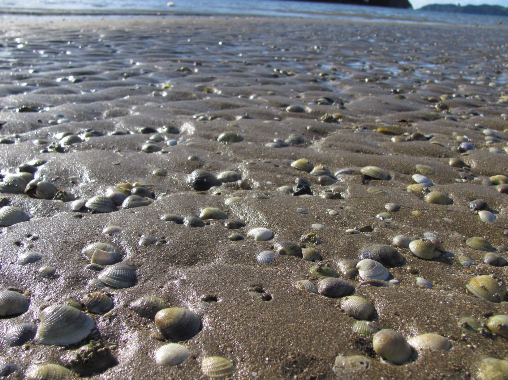 Shells on the beach