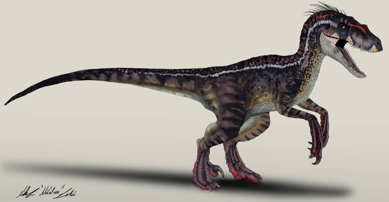 Jurassic Park Velociraptor Male By Nikorex On Deviantart 