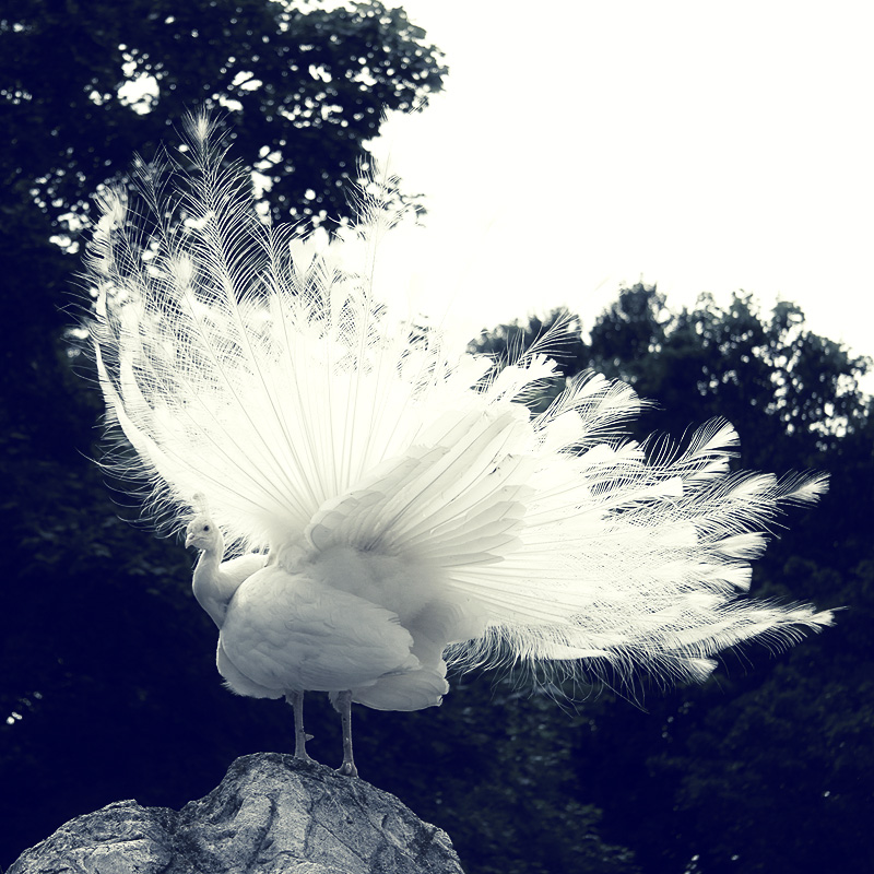 White Peacock