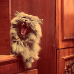 Yawn by kyu-to