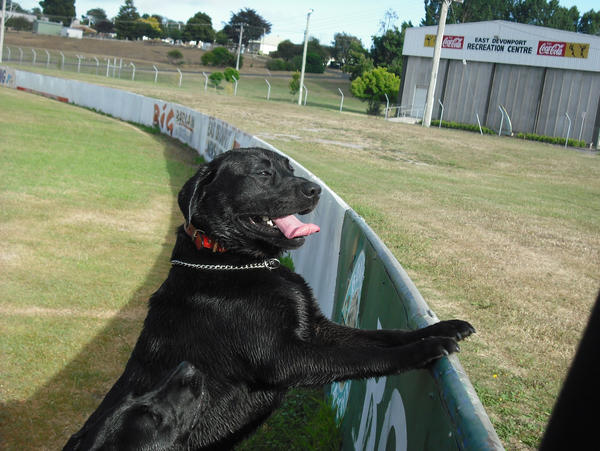 thumper at footy oval