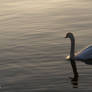 Graceful swan