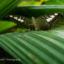 butterfly 2