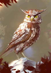 Owl