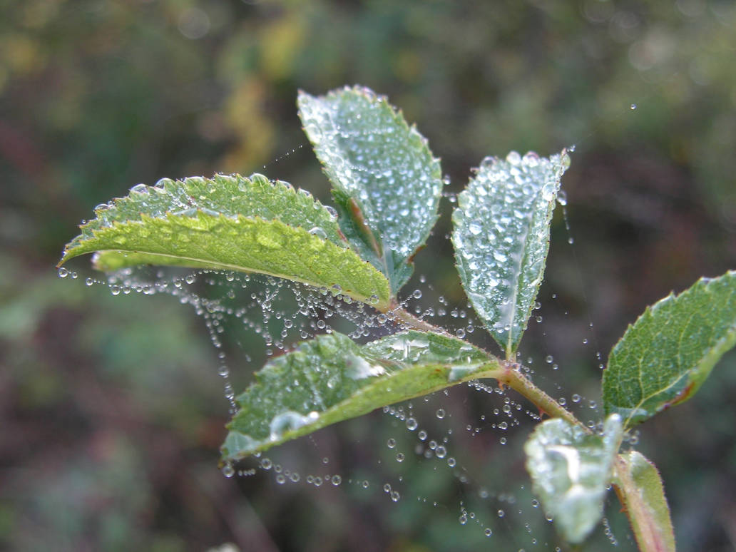 dew2 by atreja-stock on DeviantArt