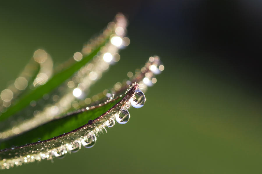 The Morning Leaf