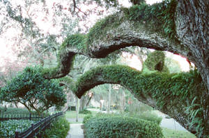 Ancient Florida Oak