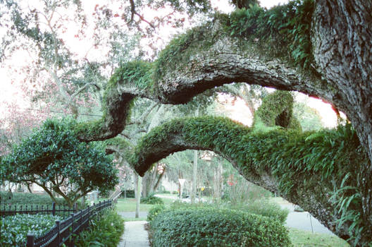 Ancient Florida Oak