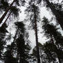 Pine Trees