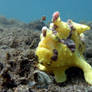 Frogfish 45