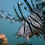 Lionfish 42