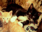 Chatons 8 by nathy21