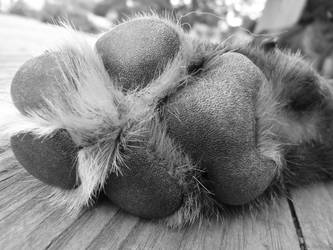 Dog Paw by safire777