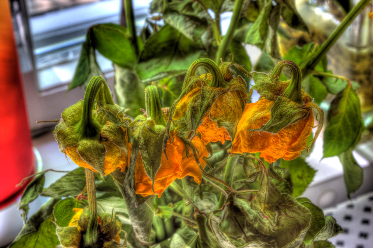 Dead Roses by CoffeeMugger on DeviantArt