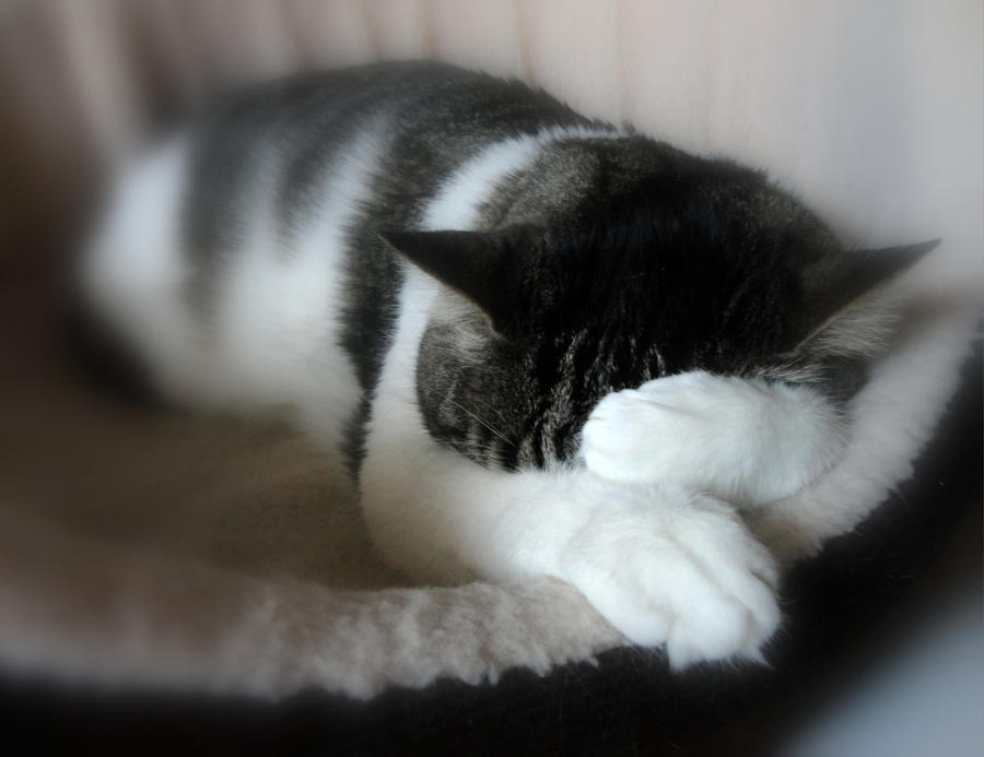 let me sleep by frei76