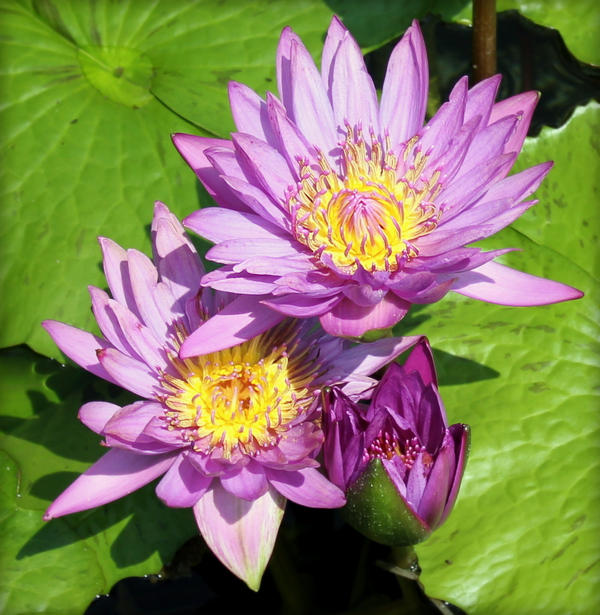 beauties in purple