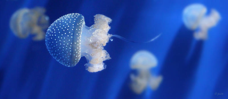 tiny jellies by frei76 tiny jellies by frei76