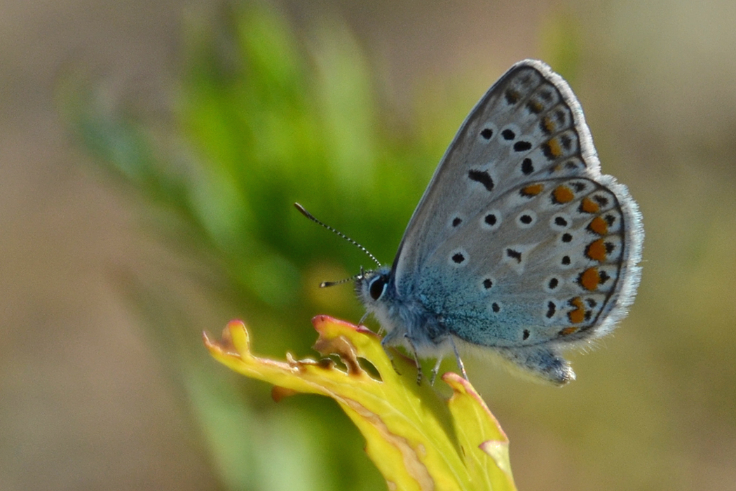 Polyommatus icarus