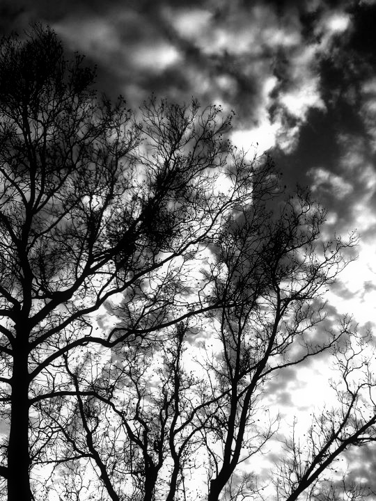 Fall Sky, Black and White