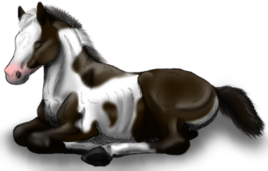 Lying Foal