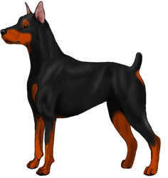 Doberman