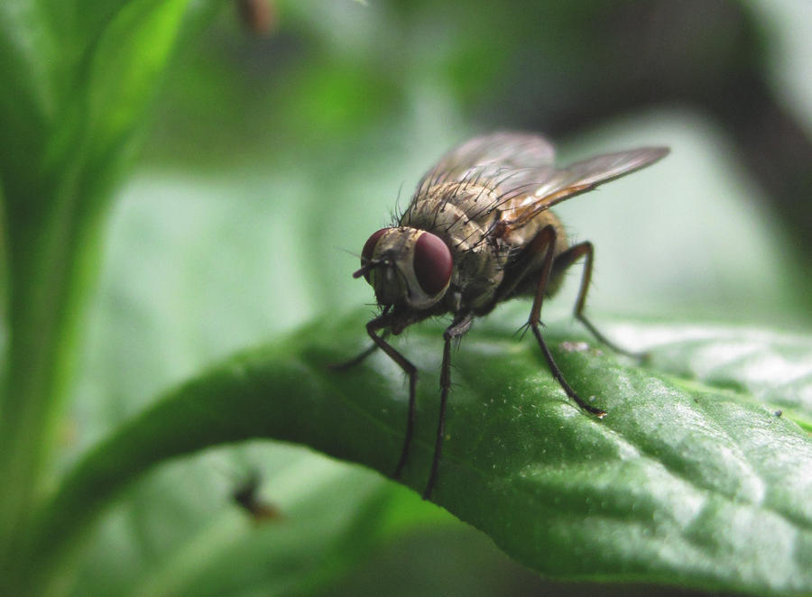 Macro Fly Insect Macro Fly by Syari-Yala on DeviantArt