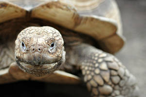 Sulcata Tortoise 3