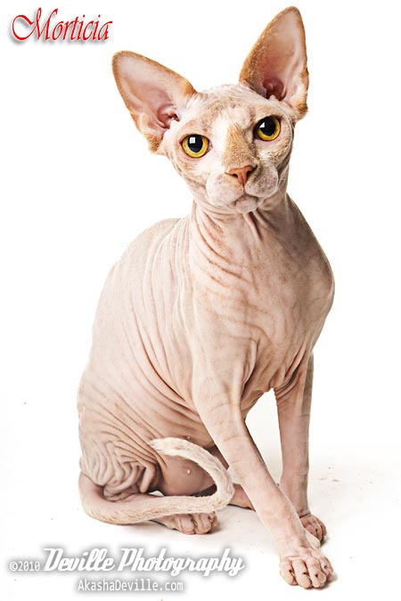 Morticia, the Sphynx