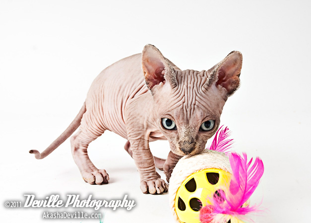 Sphynx kitten