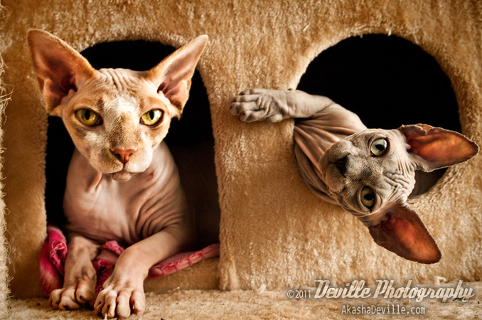 My Sphynx Cats