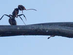 Ant cleaning by Hodrygo