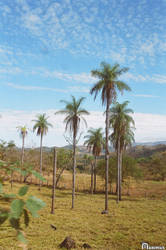 palmeras