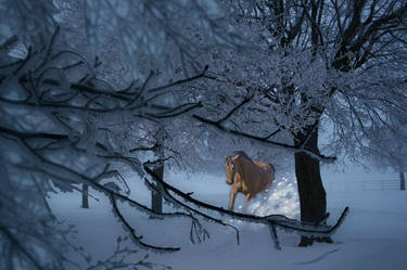 Frosty Morning...