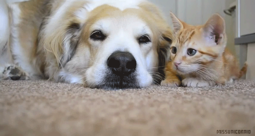 cute cat animal gif