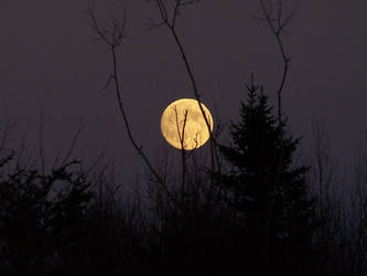 awaiting the full moon...