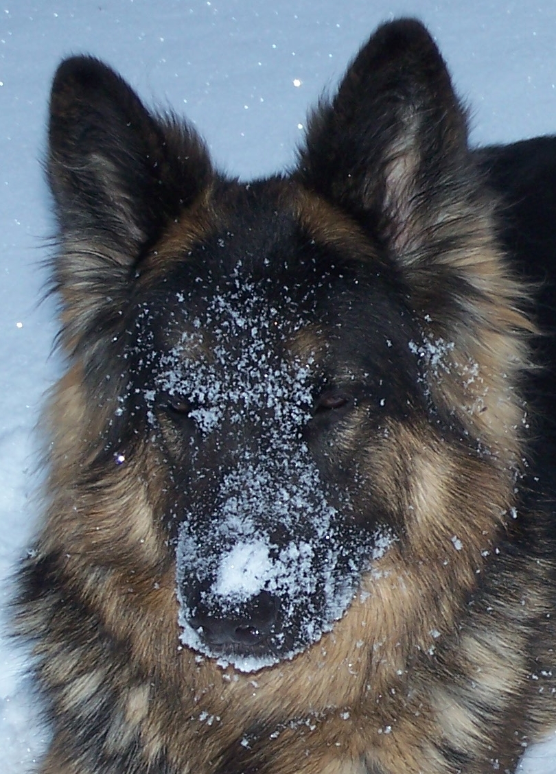 Snowface