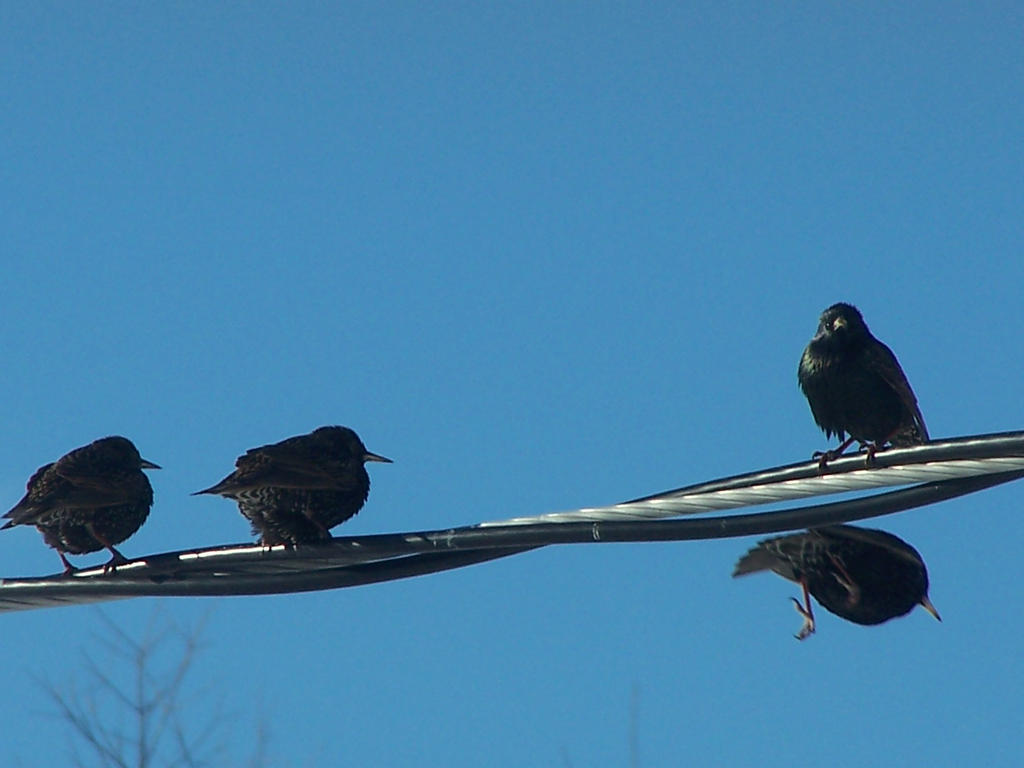 Birdy fell off the wire...