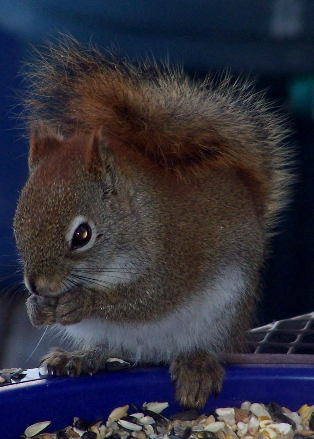 my awesome squirrel friend..