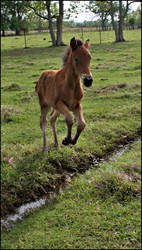 Pixie Foal Stock - 4