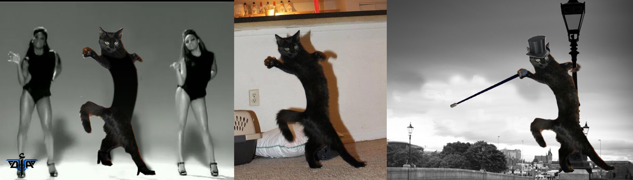 Photoshop Battles (Dancing Cat)