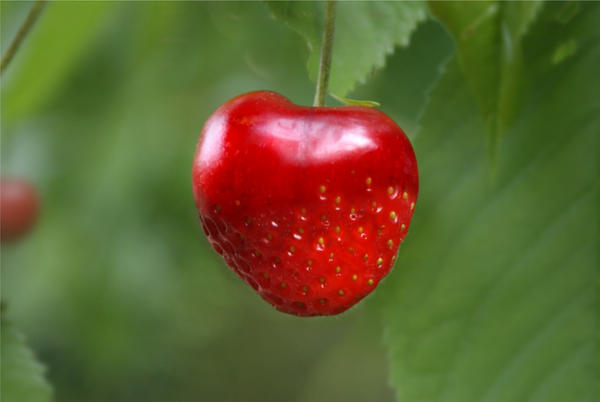 Strawcherry