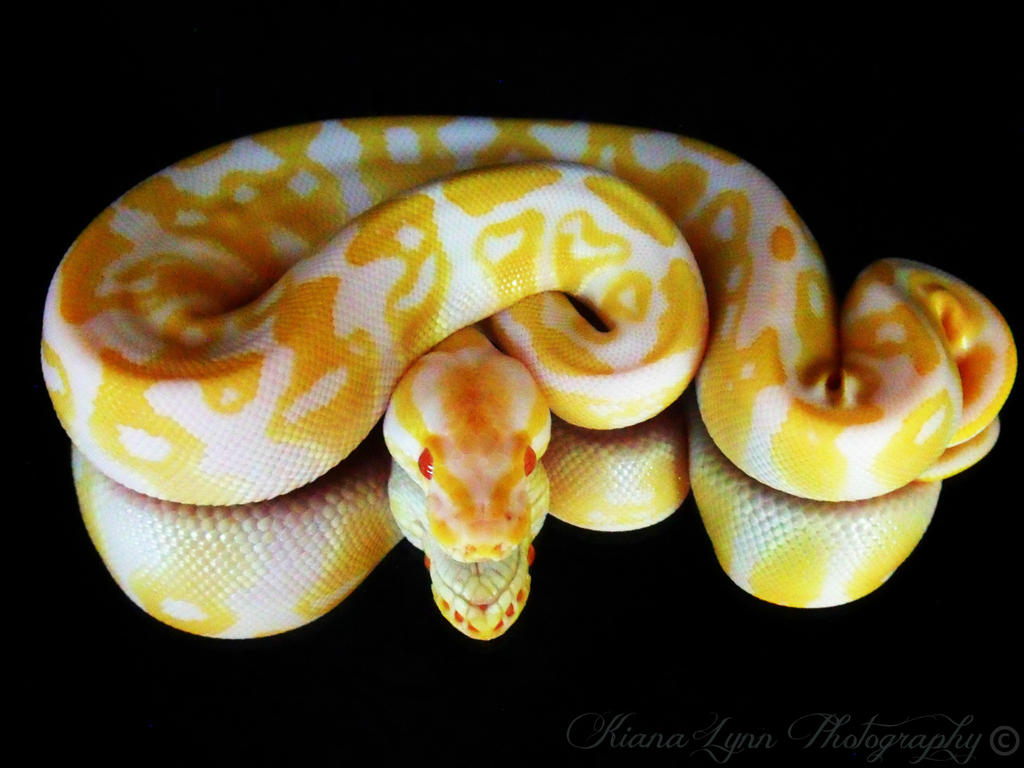 Ball Python Mirror Albino Ball Python Mirror Photo by Insane-Oasis on DeviantArt
