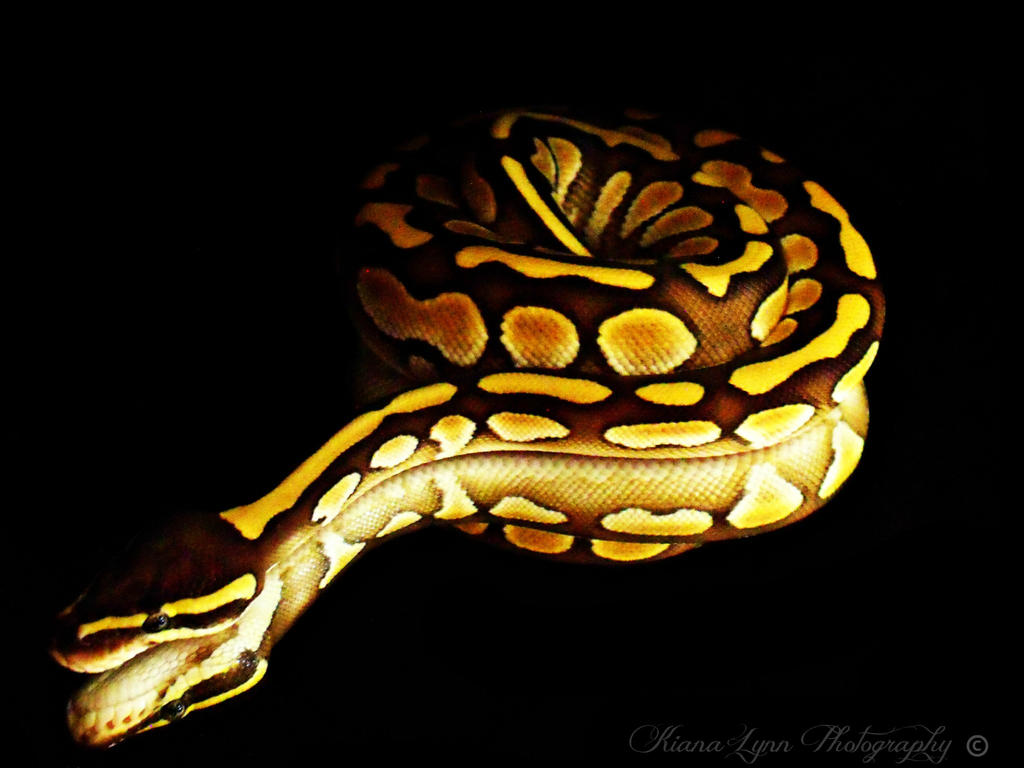 Ball Python Mirror Lesser Ball Python Mirror Photo by Insane-Oasis on DeviantArt
